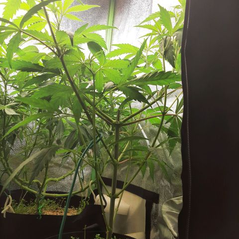 Rainbow Rock growlog timeline photo