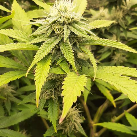 Sunday Funday growlog timeline photo