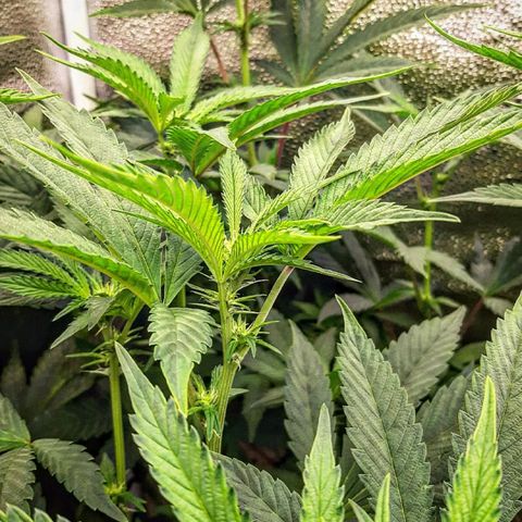 Rainbow Sherblato #41 growlog timeline photo