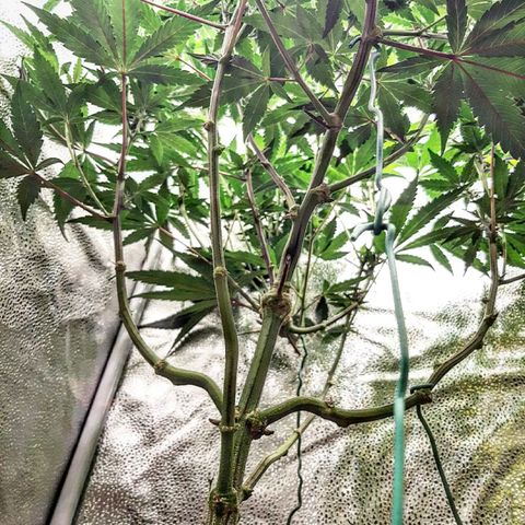 Rainbow Sherblato #41 growlog timeline photo