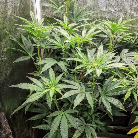 Rainbow Sherblato #41 growlog timeline photo