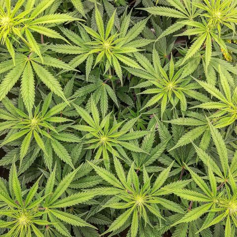 PBJ x vanilla sunbreath  growlog timeline photo