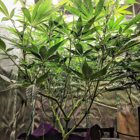 PBJ x vanilla sunbreath  growlog timeline photo
