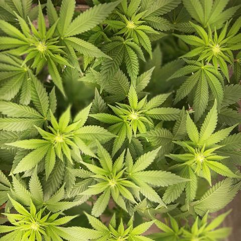 Sexxpot growlog timeline photo