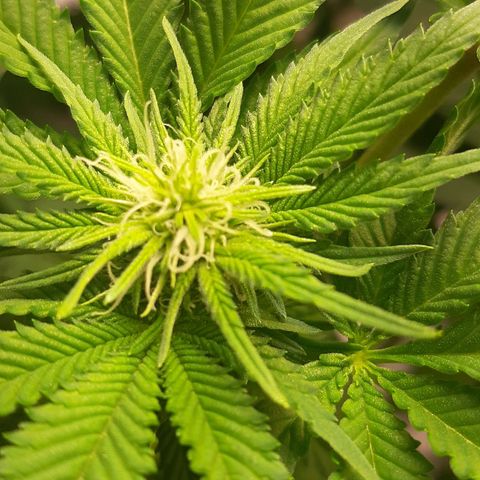 Sexxpot growlog timeline photo