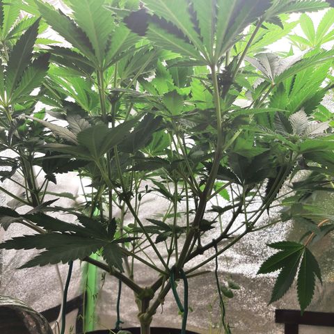 Sexxpot growlog timeline photo