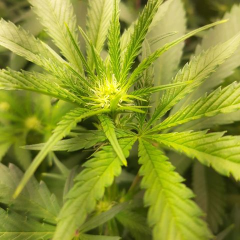 Rainbow Rock growlog timeline photo