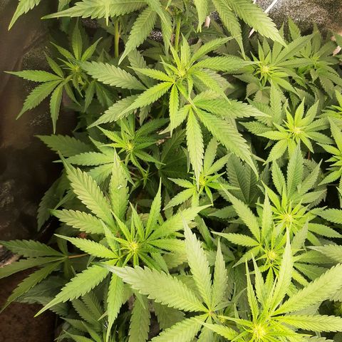 Rainbow Rock growlog timeline photo