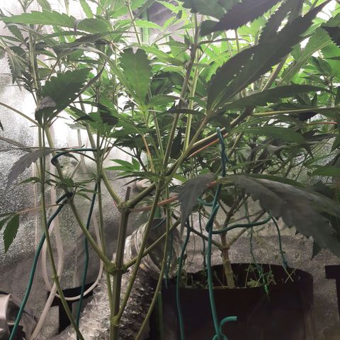 Rainbow Rock growlog timeline photo