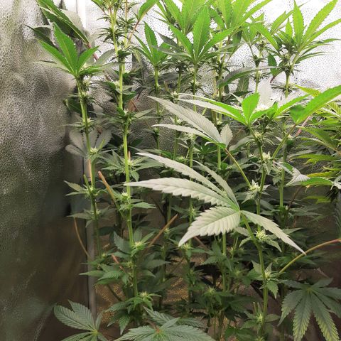 Rainbow Sherblato #41 growlog timeline photo