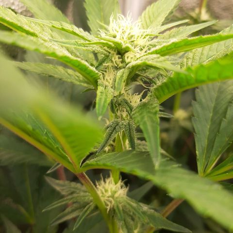 Rainbow Sherblato #41 growlog timeline photo