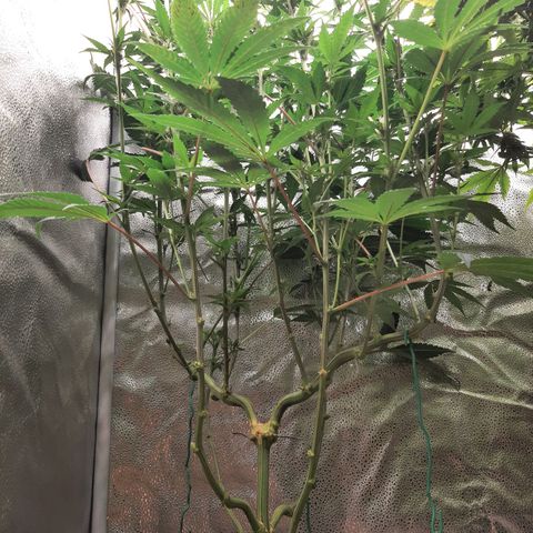 Rainbow Sherblato #41 growlog timeline photo