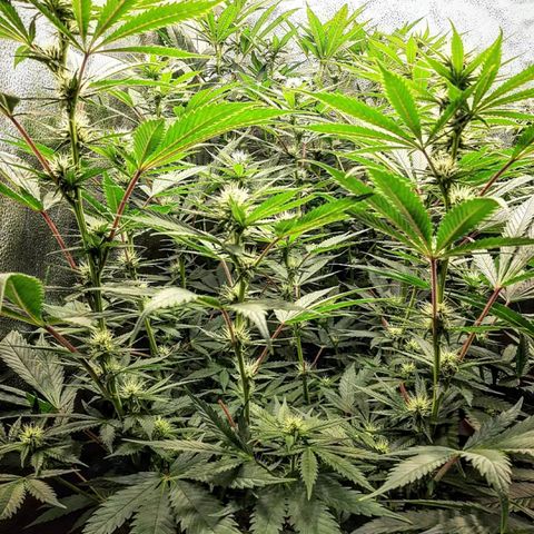 PBJ x vanilla sunbreath  growlog timeline photo