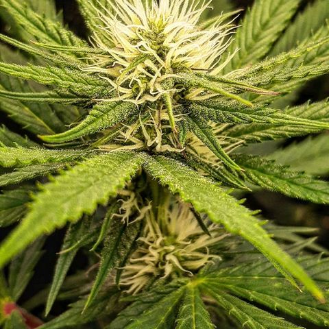 PBJ x vanilla sunbreath  growlog timeline photo
