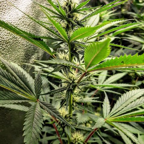 PBJ x vanilla sunbreath  growlog timeline photo