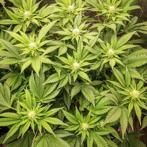 Sexxpot growlog timeline photo