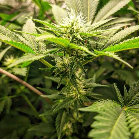 Sexxpot growlog timeline photo
