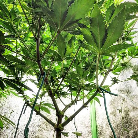 Sexxpot growlog timeline photo