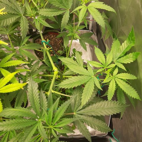 Aurora Indica growlog timeline photo