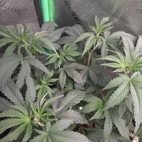 Unicorn Rainbows growlog timeline photo