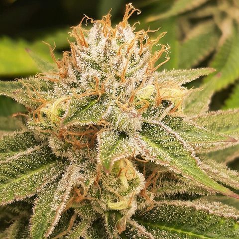Sunday Funday growlog timeline photo