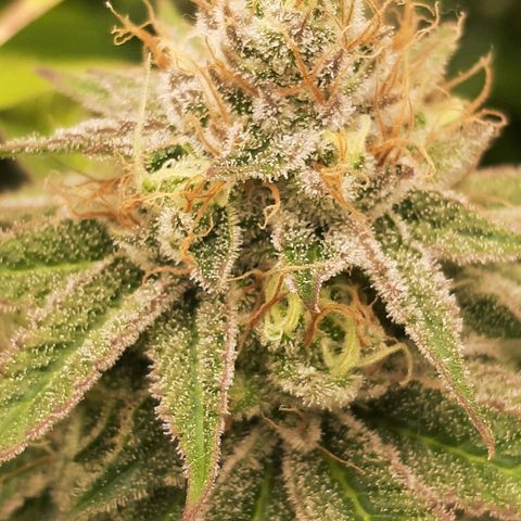Sunday Funday growlog timeline photo