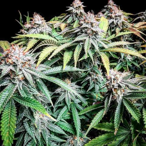 Sunday Funday growlog timeline photo