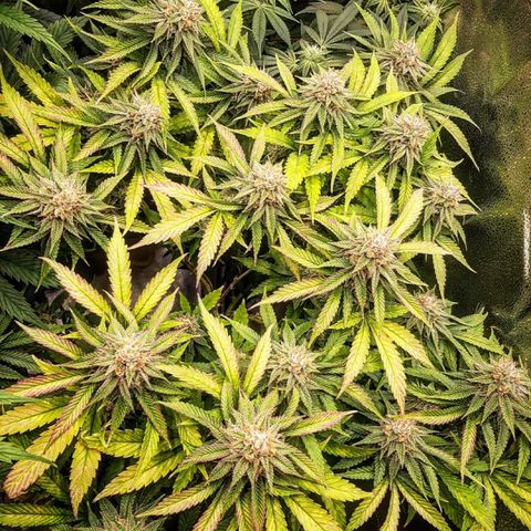 Sunday Funday growlog timeline photo