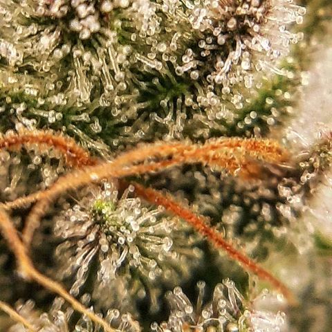 Sunday Funday growlog timeline photo