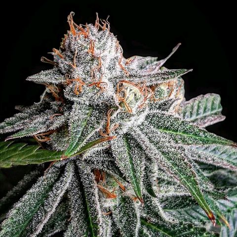 Sunday Funday growlog timeline photo