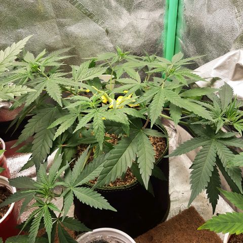 Aurora Indica growlog timeline photo