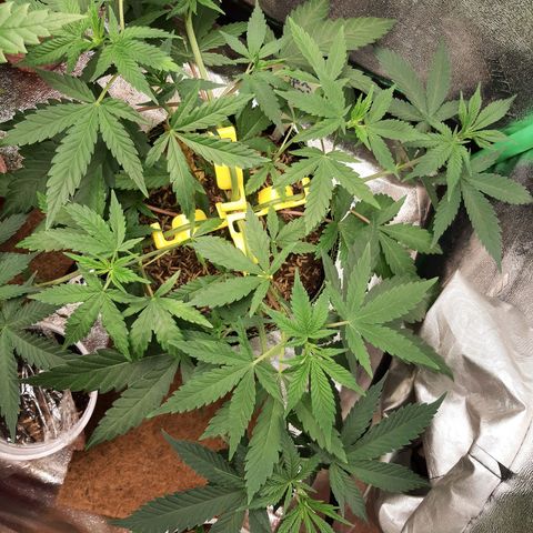 Aurora Indica growlog timeline photo