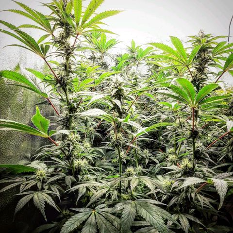 PBJ x vanilla sunbreath  growlog timeline photo