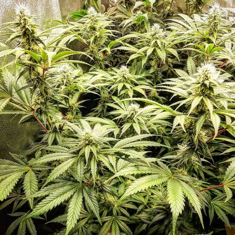 PBJ x vanilla sunbreath  growlog timeline photo