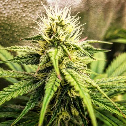 PBJ x vanilla sunbreath  growlog timeline photo