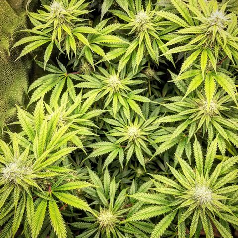 PBJ x vanilla sunbreath  growlog timeline photo