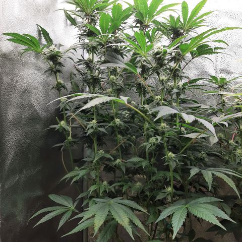 Rainbow Sherblato #41 growlog timeline photo