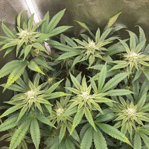 Rainbow Sherblato #41 growlog timeline photo