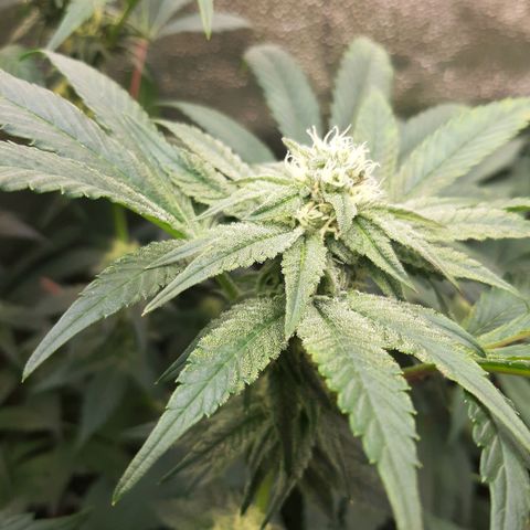 Rainbow Sherblato #41 growlog timeline photo
