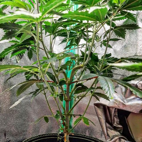 Unicorn Rainbows growlog timeline photo