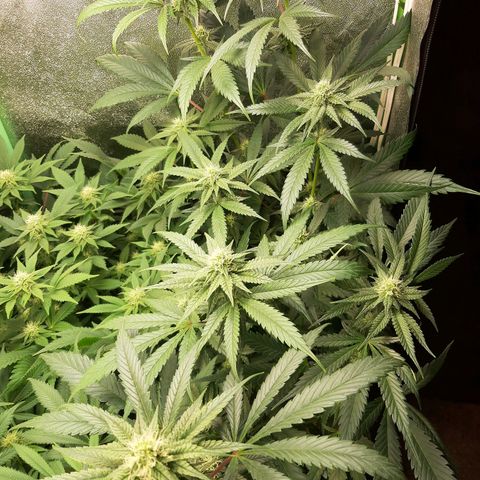 Rainbow Rock growlog timeline photo