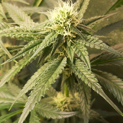 Rainbow Rock growlog timeline photo