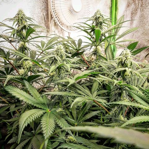 Ethereal growlog timeline photo