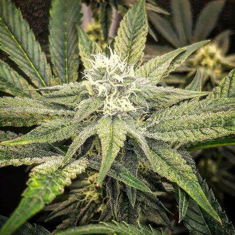 Rainbow Sherblato #41 growlog timeline photo