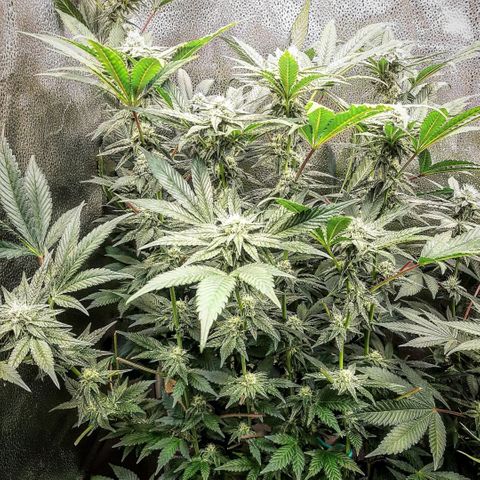 Rainbow Sherblato #41 growlog timeline photo
