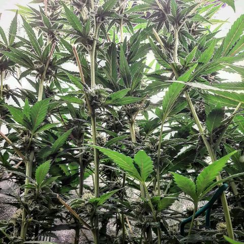Rainbow Sherblato #41 growlog timeline photo