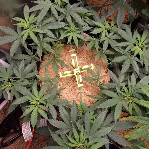 Aurora Indica growlog timeline photo