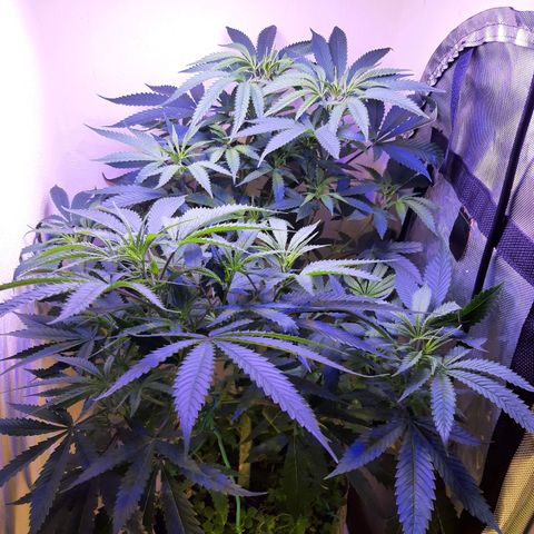 Ice growlog timeline photo