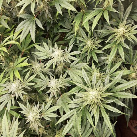 Rainbow Rock growlog timeline photo