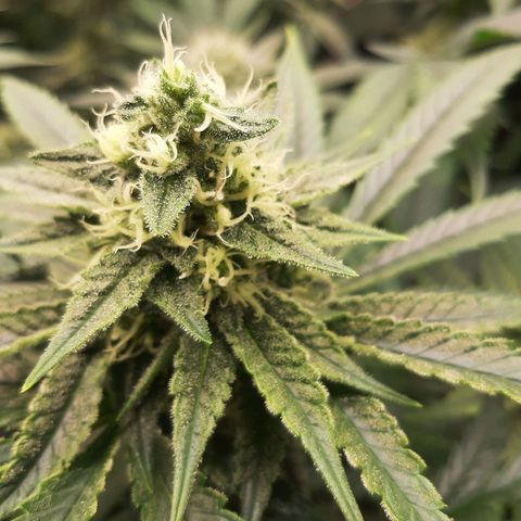 Rainbow Rock growlog timeline photo